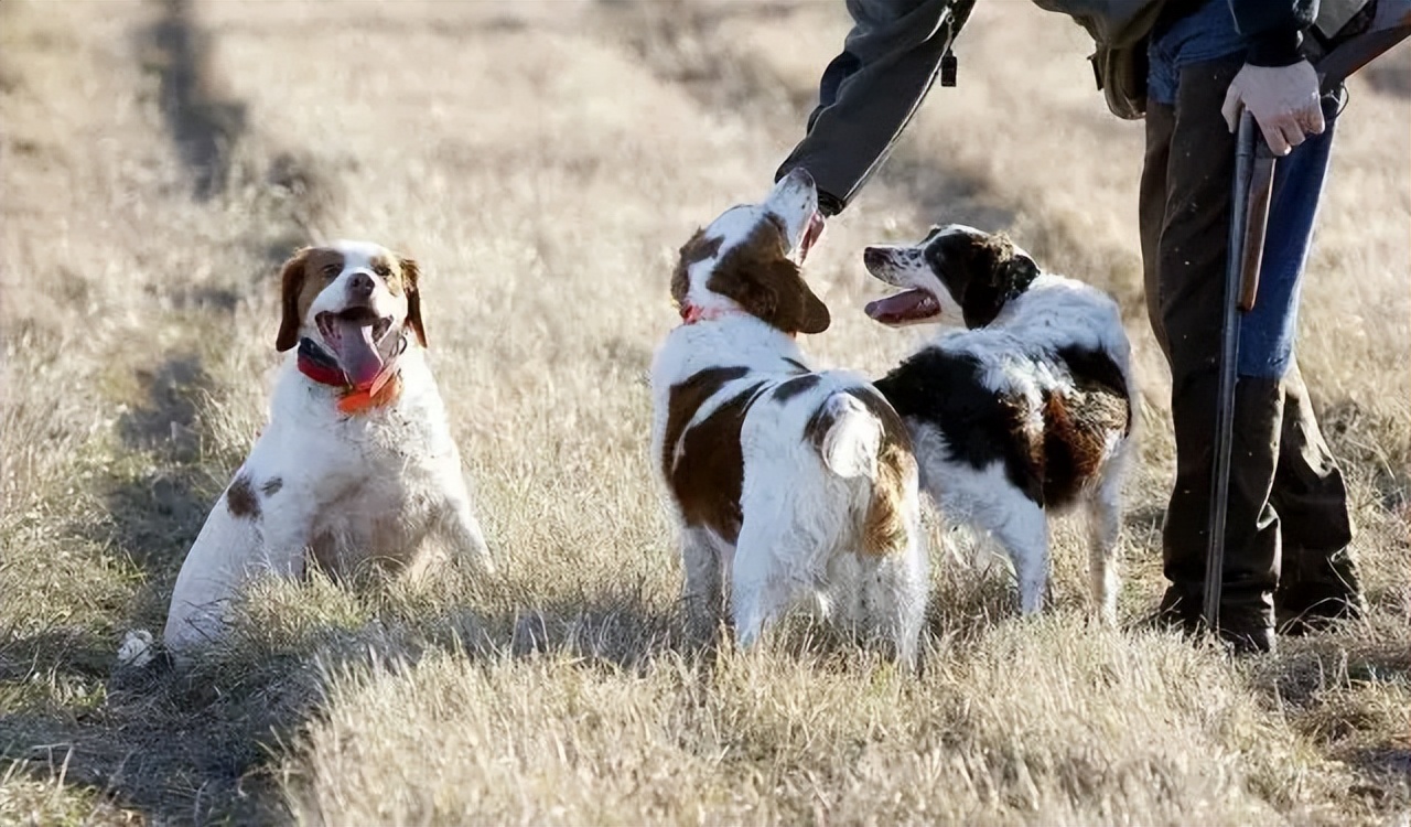 猴子放火,猴子为何不能当宠物