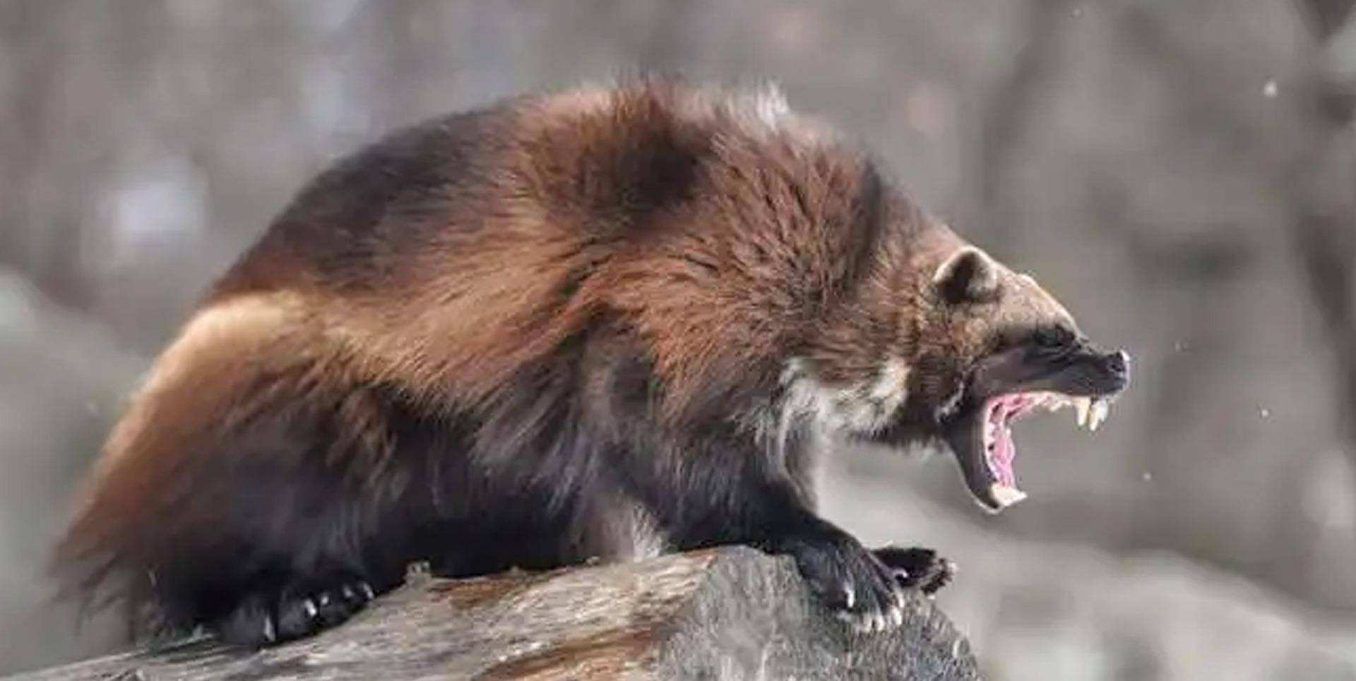 平头哥都怕的狼獾有多凶?一出生就被父母赶出门,狼群见它绕道走