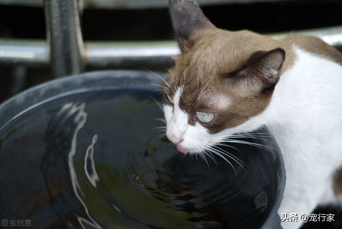 如何解决猫咪不爱喝水的问题,夏天热怎么让猫咪多喝水