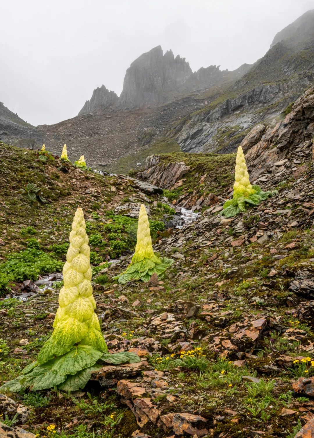 昆明七彩云南怎么样,七彩云南避暑家园