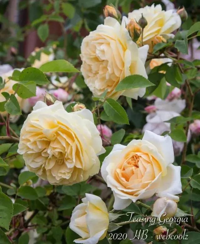 欢笑格鲁吉亚藤本,欢笑格鲁吉亚会变色吗