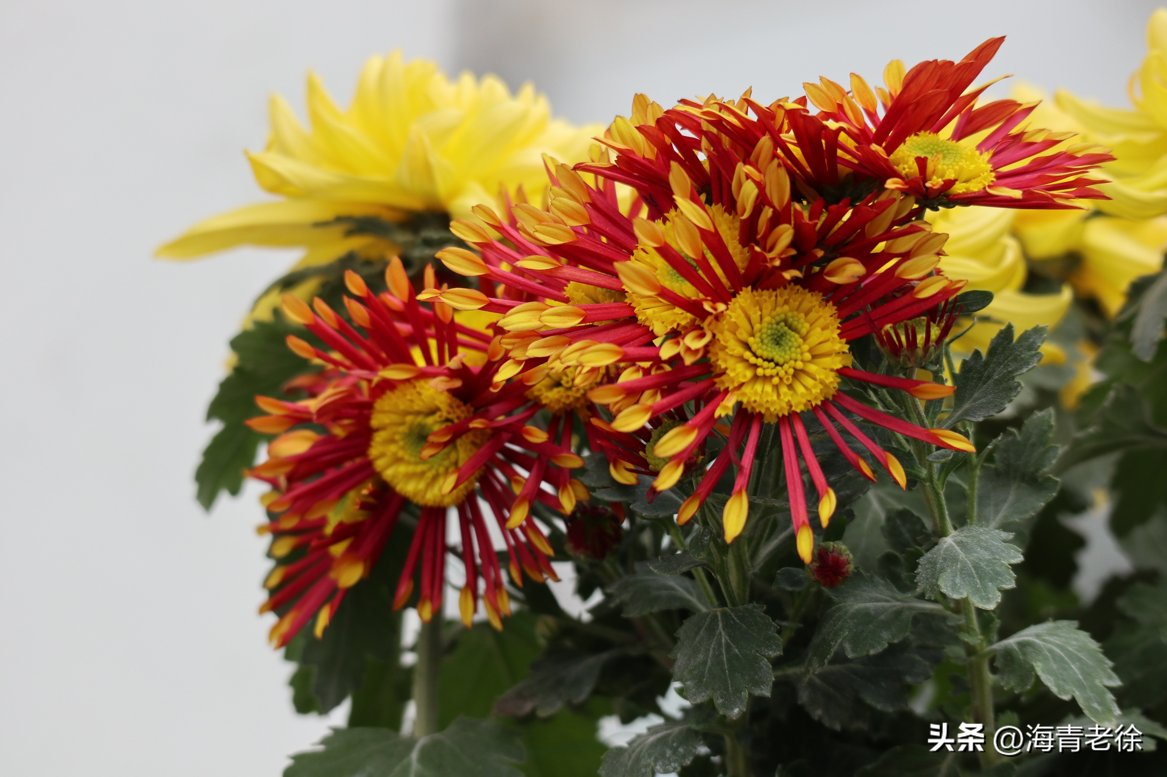 描写菊花凌霜绽妍的诗句,中国十大名花梅花图