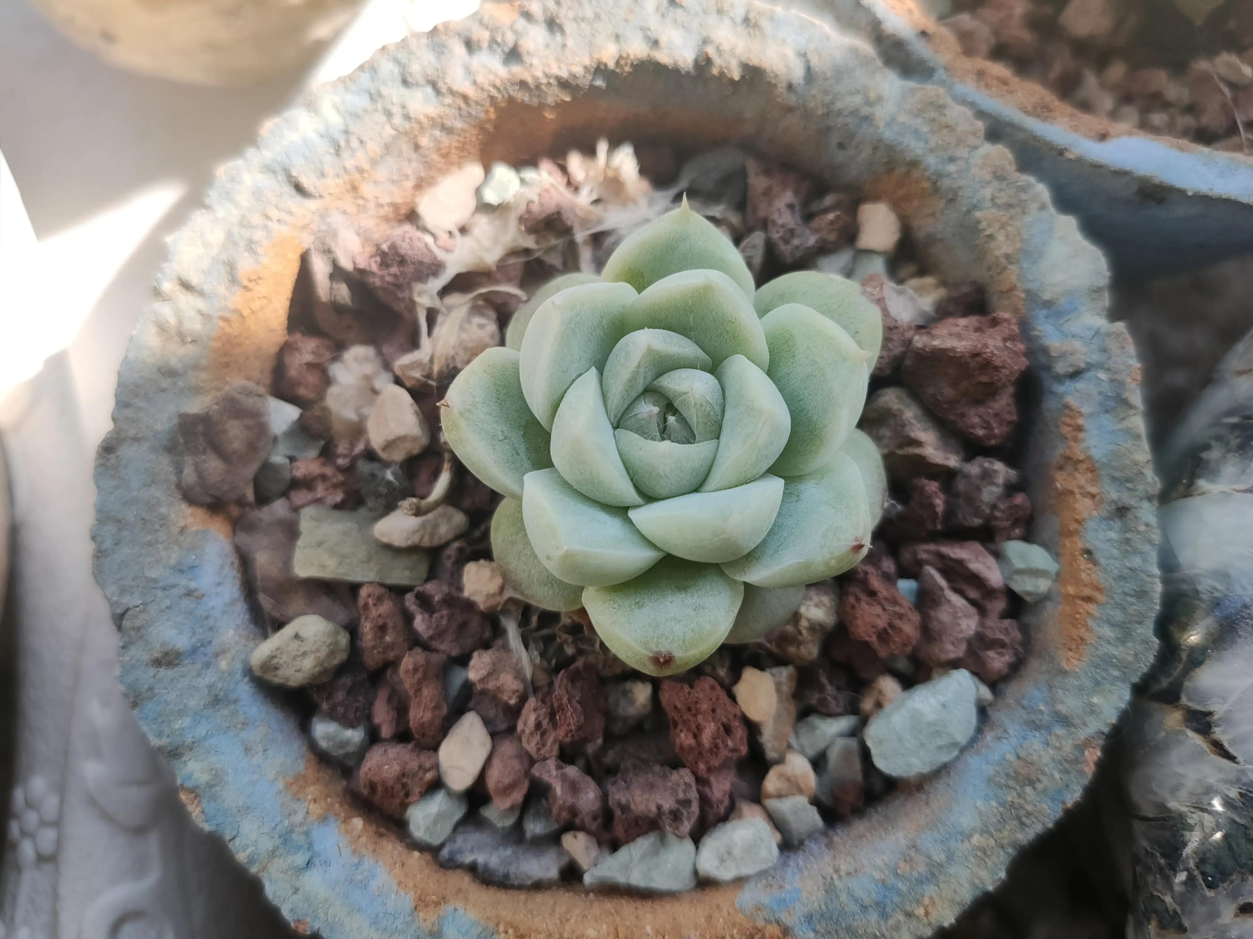 雪樱多肉韩国进口,韩国芦荟多肉品种