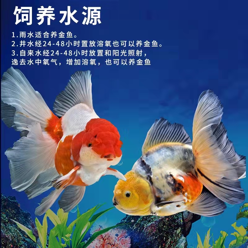 新手养观赏鱼全过程,新手养鱼入门基础教程小观赏鱼