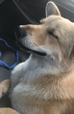 30种常见犬图片,40种常见名犬图片