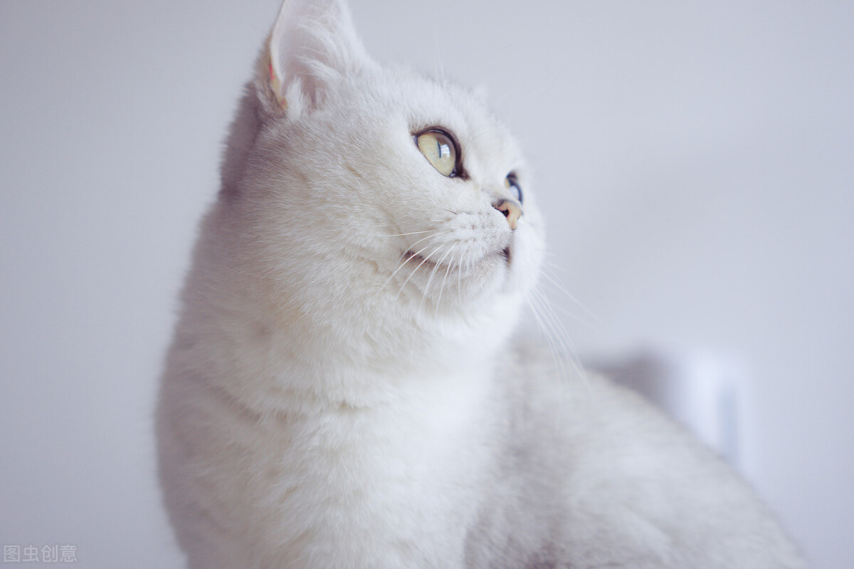 养猫必看101条新手养猫常识,新手养猫攻略养猫必备清单超全