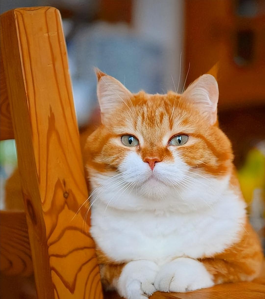 哪种猫比较好养又容易养,建议养的10种猫便宜