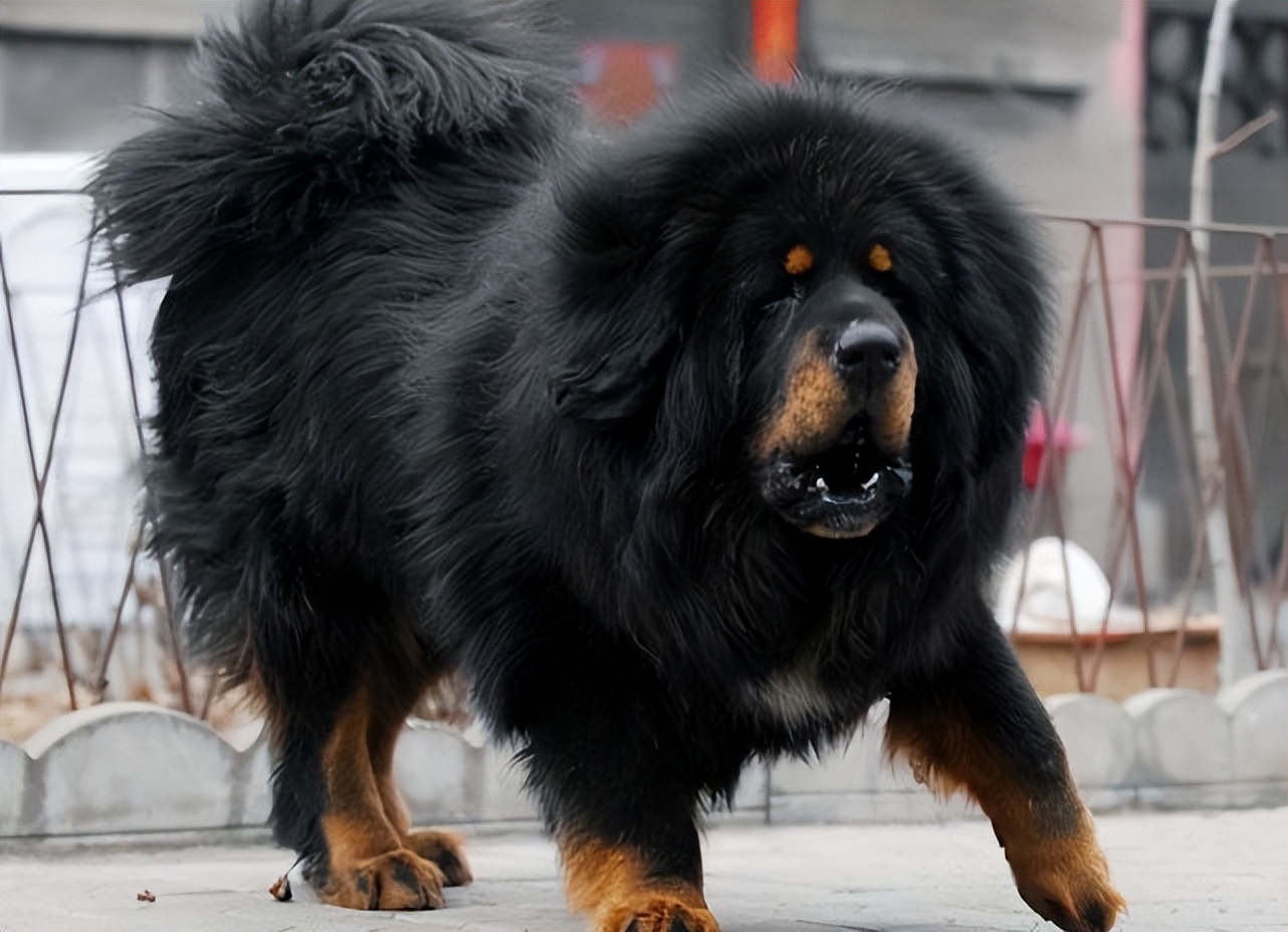 “禁养犬名单”公布,禁养犬罚款标准