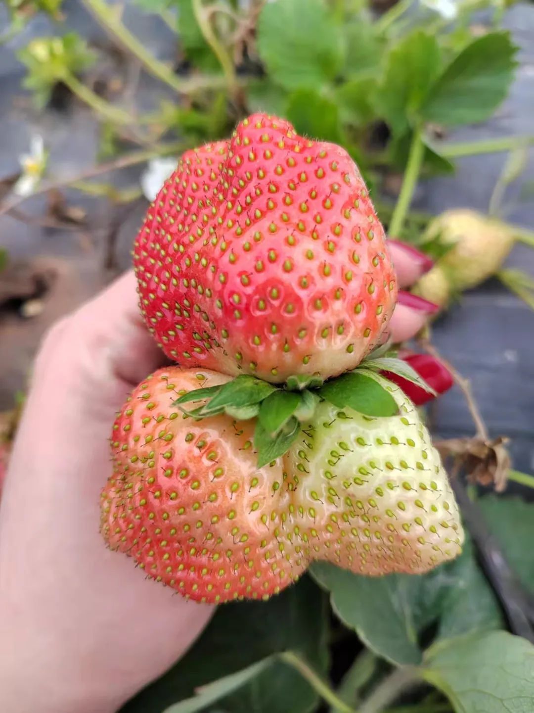 草莓打膨大剂和不打膨大剂的区别,吃了膨大剂的草莓有什么危害