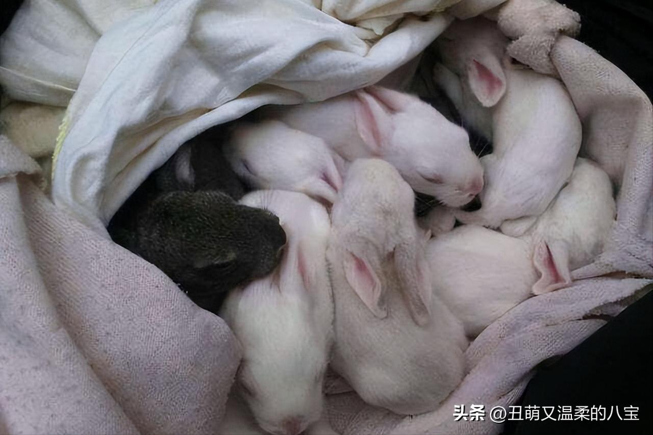 宠物小兔子的饲养方法及注意事项,养宠小知识小兔子眼睛发炎怎么办