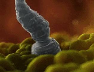 受孕最准确的特征,进入排卵期怎么判断已经排卵