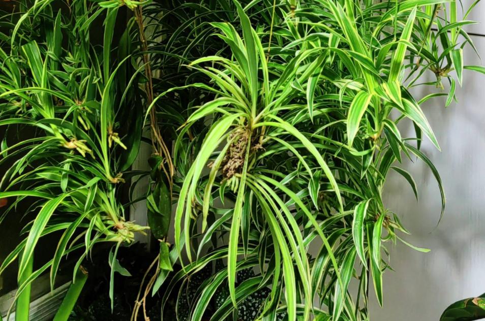 金边吊兰怎样养才能爆盆儿,怎么让金边吊兰快速长出小吊兰