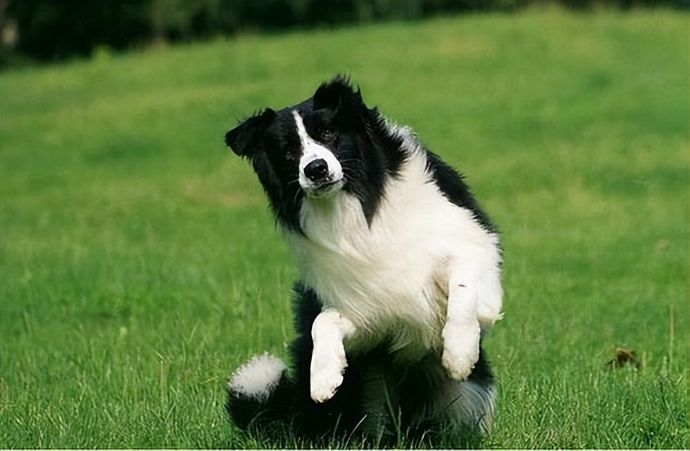 怎么教边牧用各种按钮说话,开拖拉机技术讲解