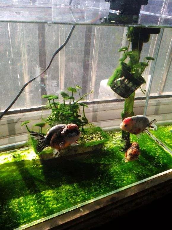 养金鱼什么颜色的最佳,什么水养金鱼最佳