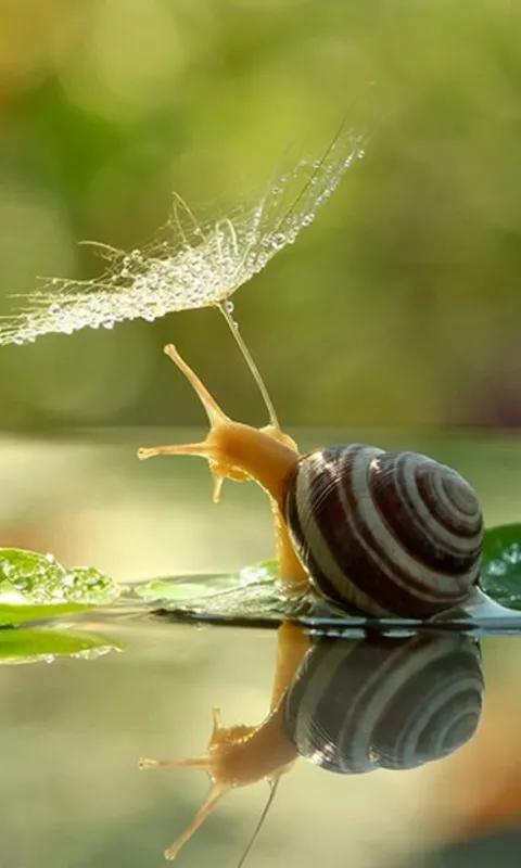 蜗牛高清壁纸4k全屏,蜗牛唯美动画壁纸