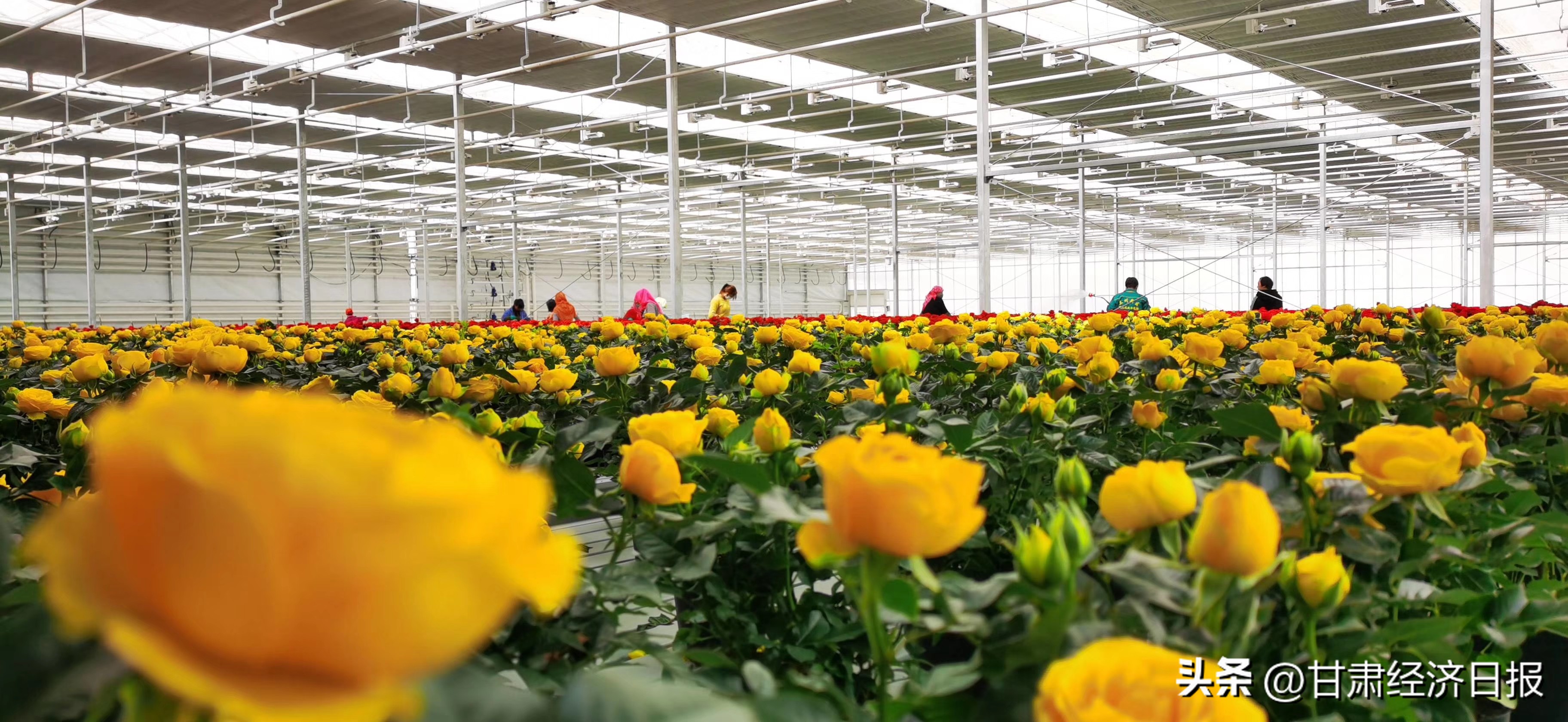 实干笃行勇担当善作善成开新局——甘肃金控融资担保集团股份有限公司成立五周年发展纪实