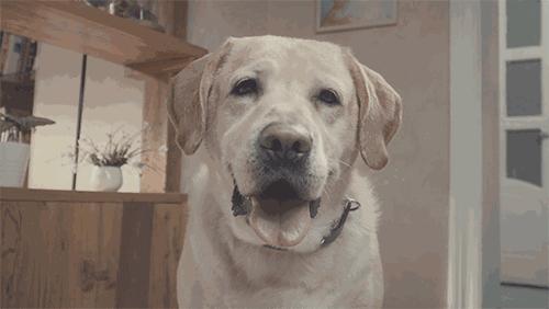 哪种狗最好养又省钱又可爱,什么狗好养还不掉毛还不贵