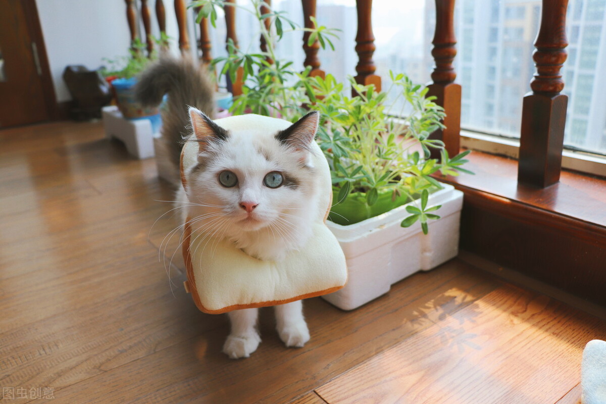 猫咪怀孕了感冒吃什么药,猫咪治疗感冒的药