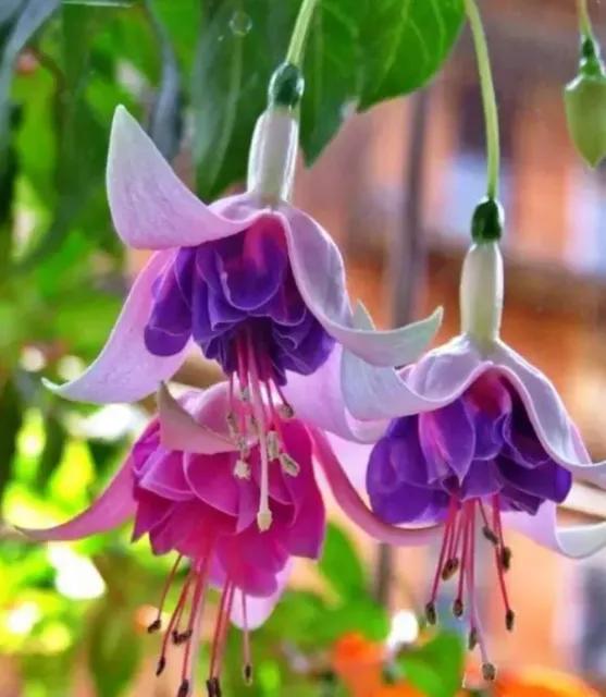 倒挂金钟花图片大赏,开单放鞭炮庆祝图片图文