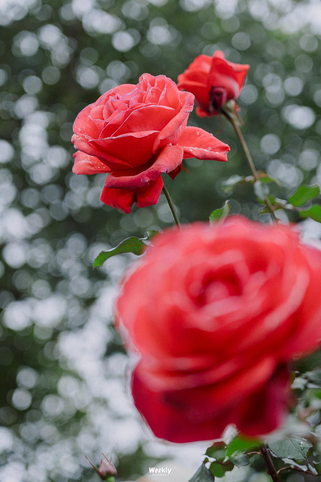 好好走过红荔路，才知道住福田有多让人羡慕