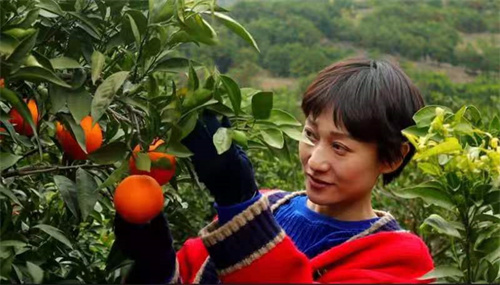 巫山美景秀,重庆巫山恋橙视频