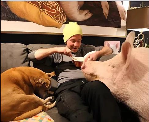 茶杯猪什么样子,茶杯猪是什么宠物