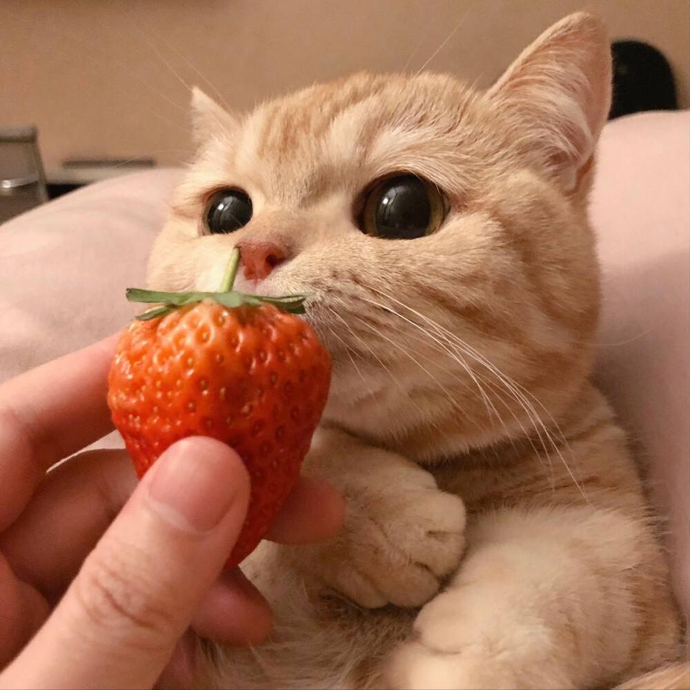 养猫人必须知道的100条猫咪知识,养猫小窍门如何理解猫咪的想法