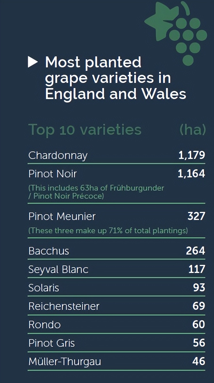 英国葡萄酒风潮：种植面积大涨400%，新的起泡酒未来？