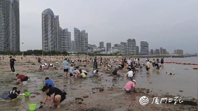 赶海圣地厦门,厦门周边赶海的最佳地点