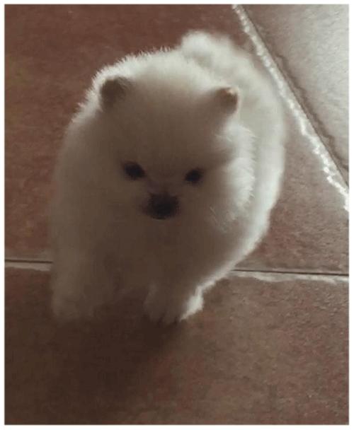 如何培养出一只乖狗狗,粘人猫怎么培养