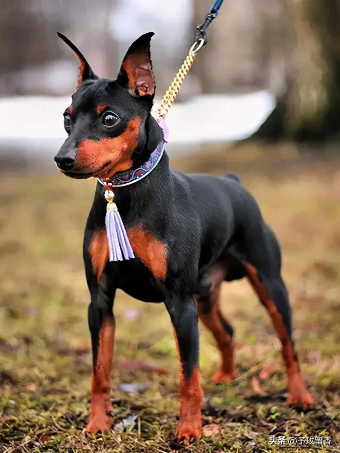 狗的种类常见宠物狗的品种及特点,宠物狗种类及特点