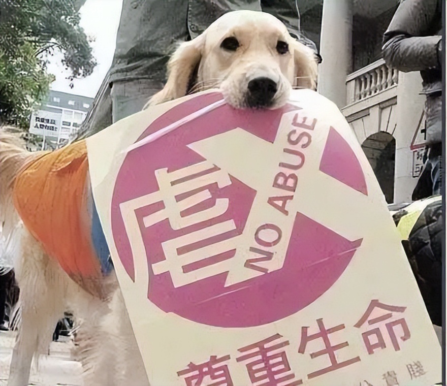 猫咪终究没能避开越南人的屠刀，越南人日食上万只猫，为啥爱吃猫