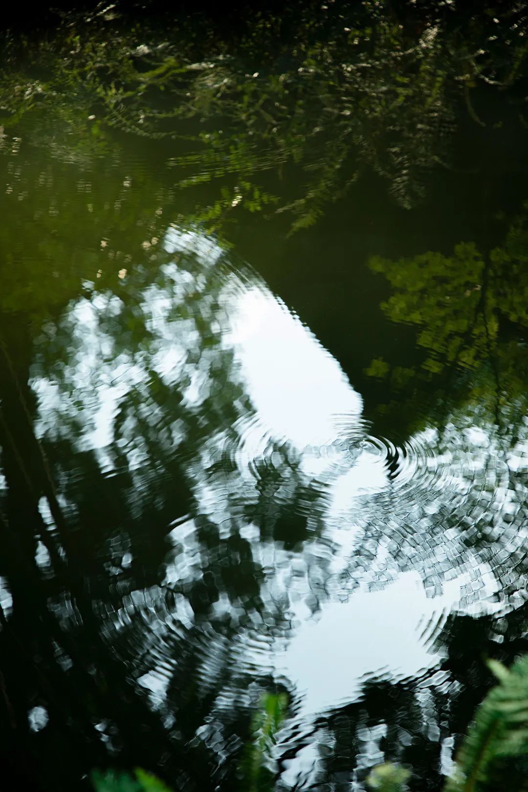 秋雨|江虹明远饮,峡雨落馀飞