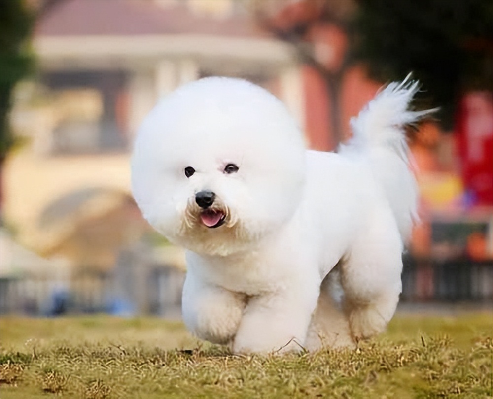 比熊出门就会“吃草”？可能在自救，宠主别傻傻不懂