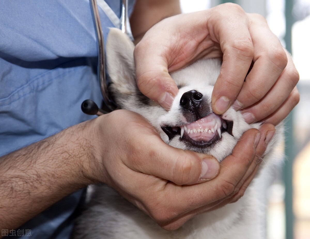 哪些狗容易有基因病,哪些狗容易得狂犬病