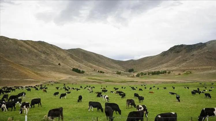 放牧强度对百喜草变草响应的影响