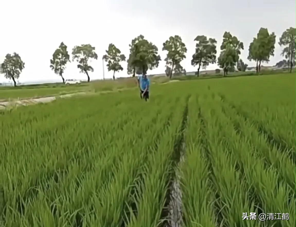 滴酸草甘膦和草甘膦哪个效果好,滴酸草甘膦它的作用是什么