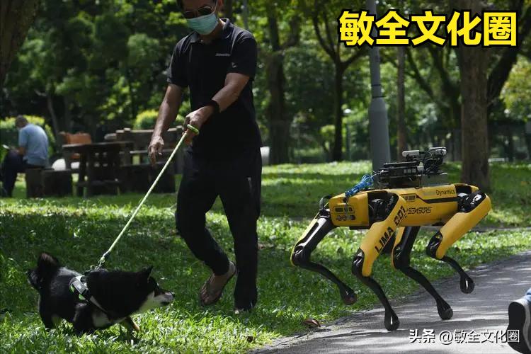 以后，我们一起去遛机器狗，相亲交友！