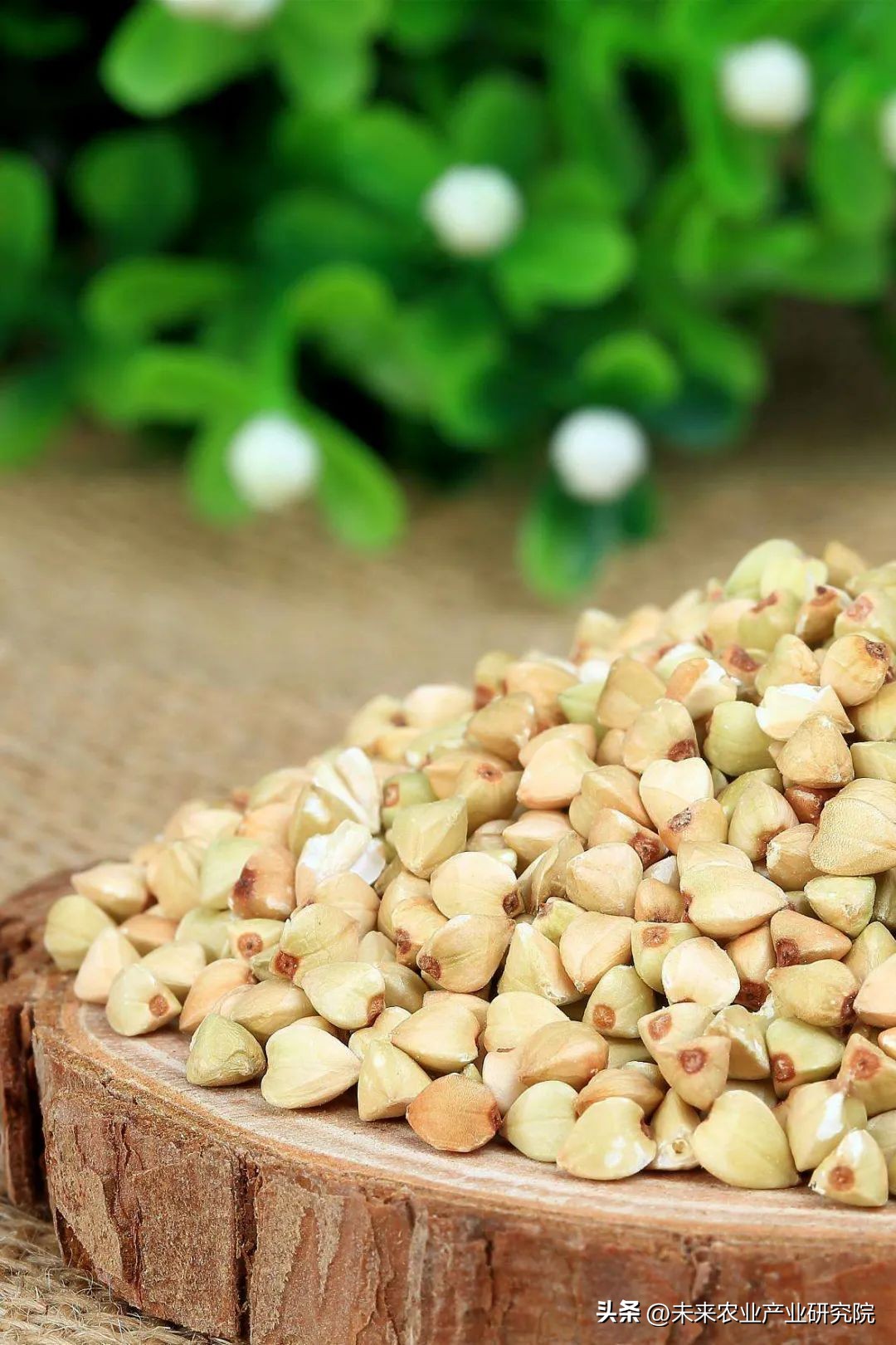 从淳化荞面饸饹,看特色小吃如何大有可为?