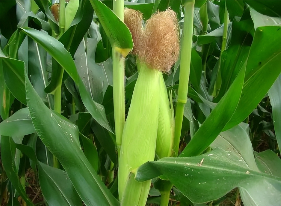 我河北沧州人，从网络安防转行种300亩糯玉米，年销售300吨农产品