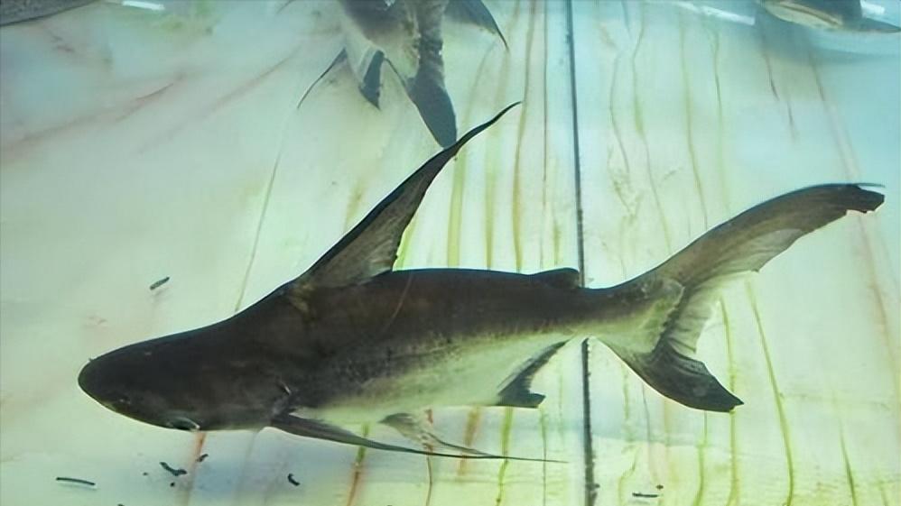 小型淡水观赏鲨鱼饲养方法,淡水鲨鱼有人工养殖的吗