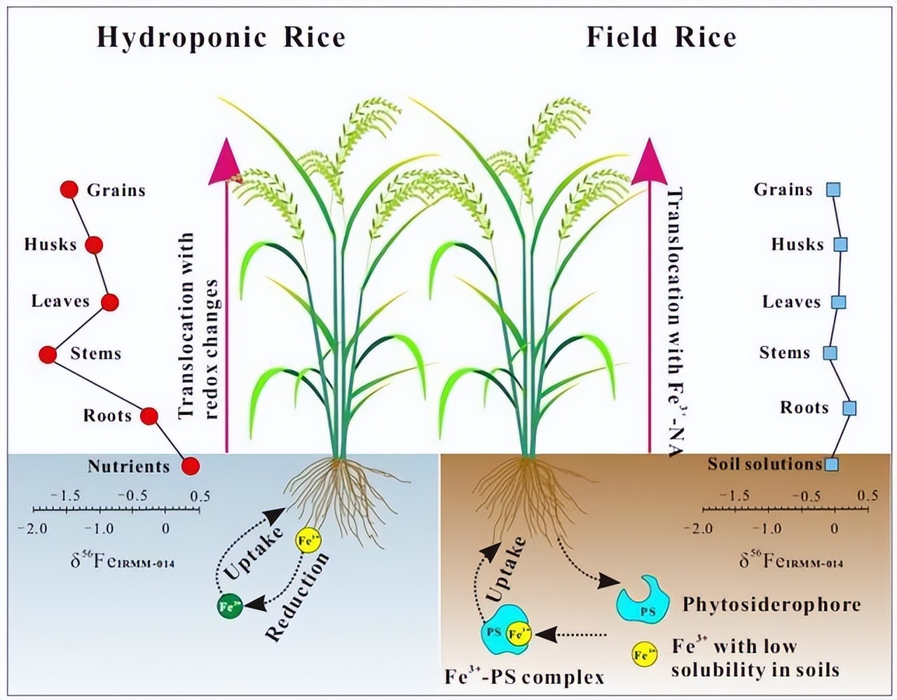 促进水稻氮素吸收利用的途径,促进水稻根系生长的措施
