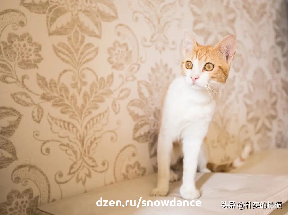 恐惧猫,猫恐惧的声音