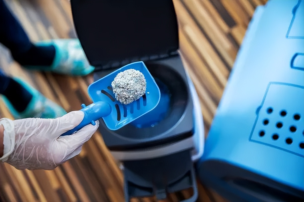 科学养猫攻略之新手养猫注意事项,猫怎么养新手养猫需注意4大问题