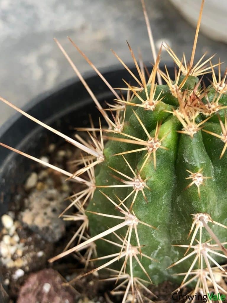 各种仙人掌的种植,仙人掌是扦插好还是带根种植好