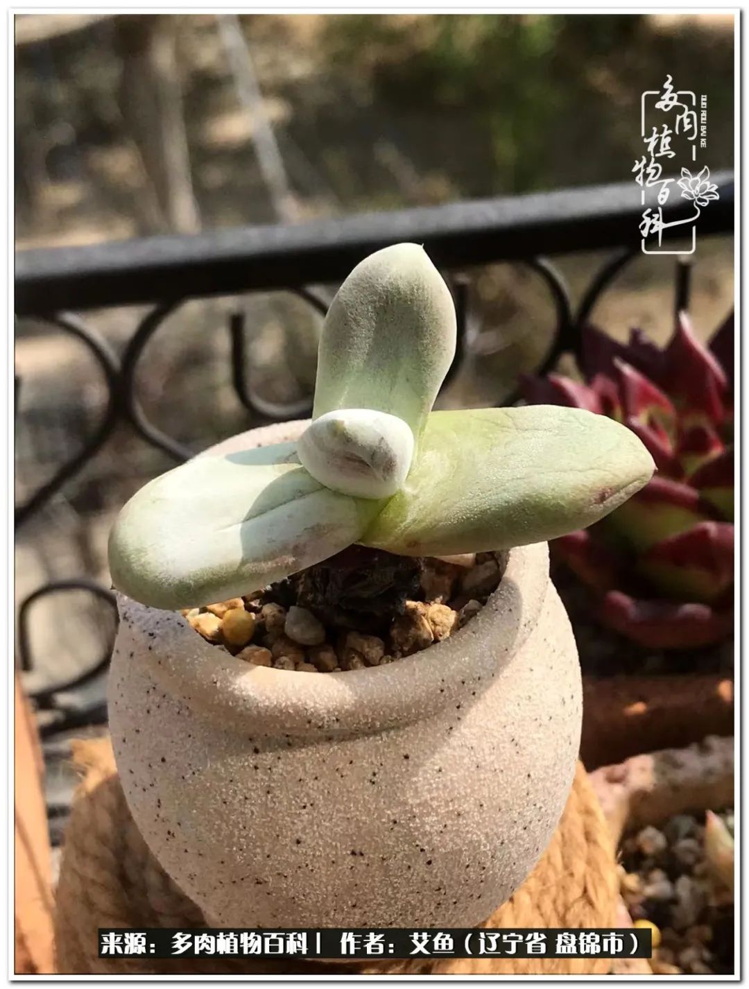 养多肉的意外之喜,养了五年的多肉就剩这几个