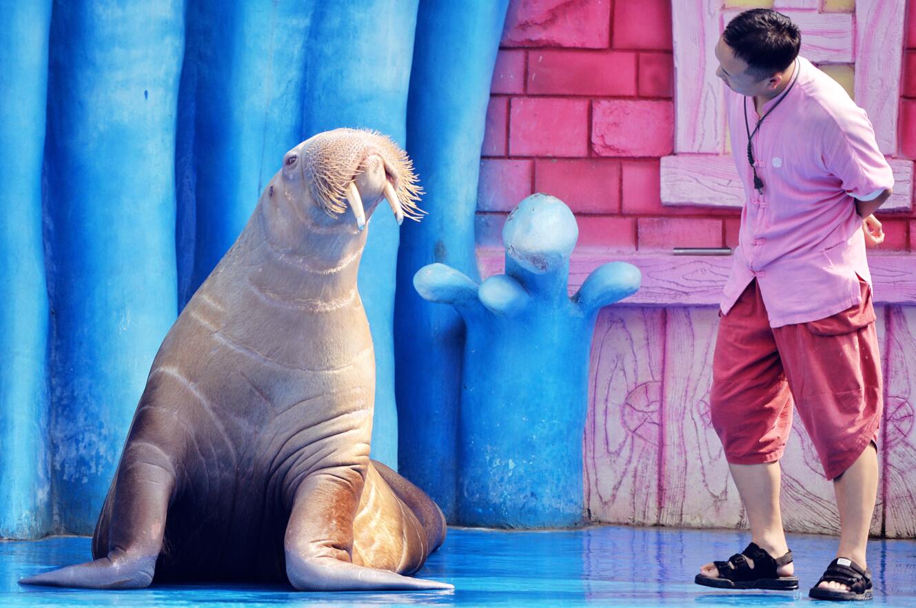 西安海洋公园好看吗,西安华夏海洋公园