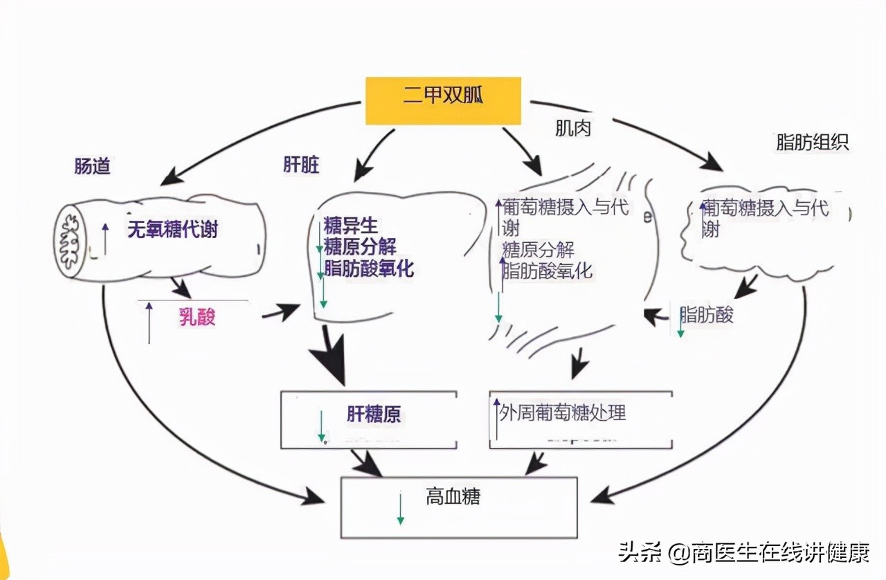 糖尿病人吃二甲双胍有什么副作用,糖尿病吃二甲双胍有哪些副作用