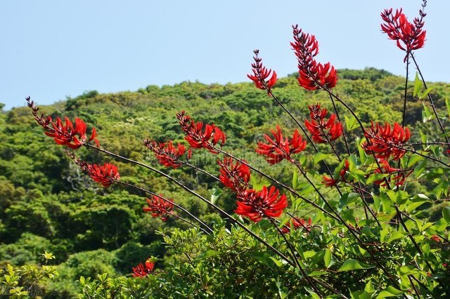 欣赏美丽的珊瑚,田里珊瑚树
