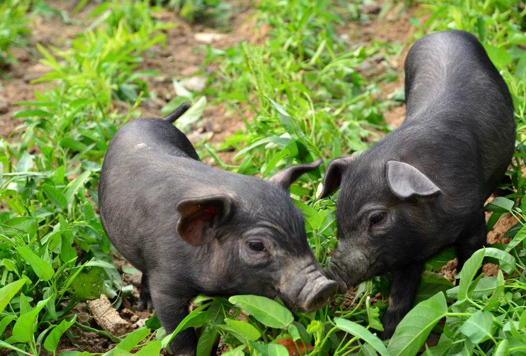 从美国进口猪肉都卖哪去了,从美国进口的猪肉